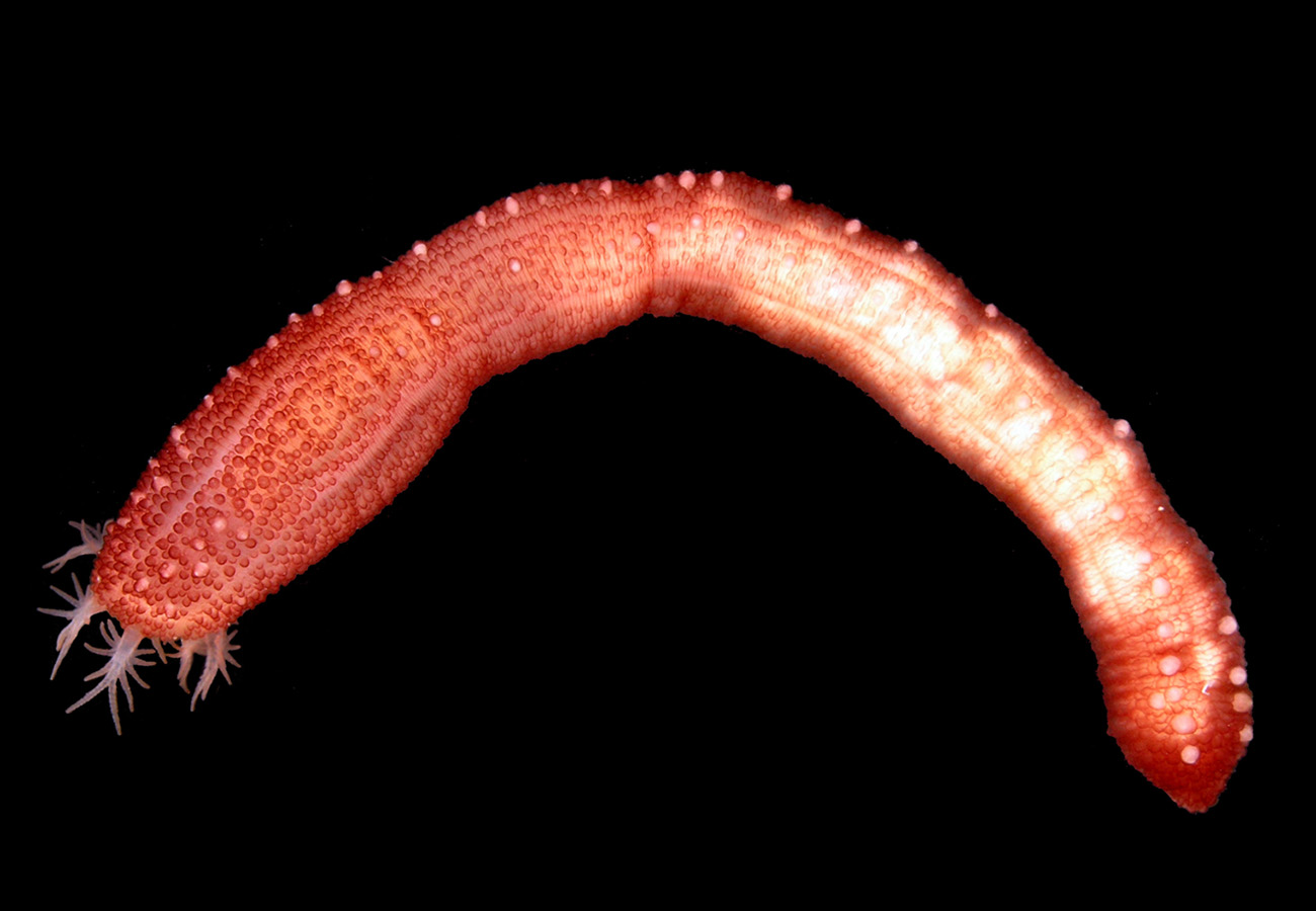 Species New to Science [Invertebrate • 2017] Chiridota impatiens • A