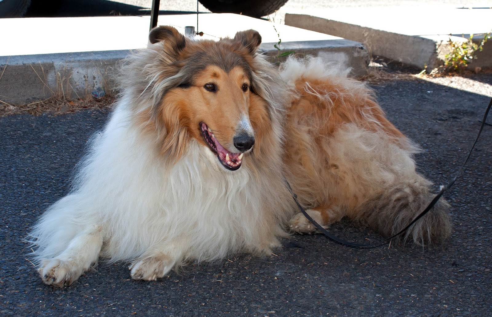 Helping Hands Press Joseph Max Lewis Collie Rescue and some Do's