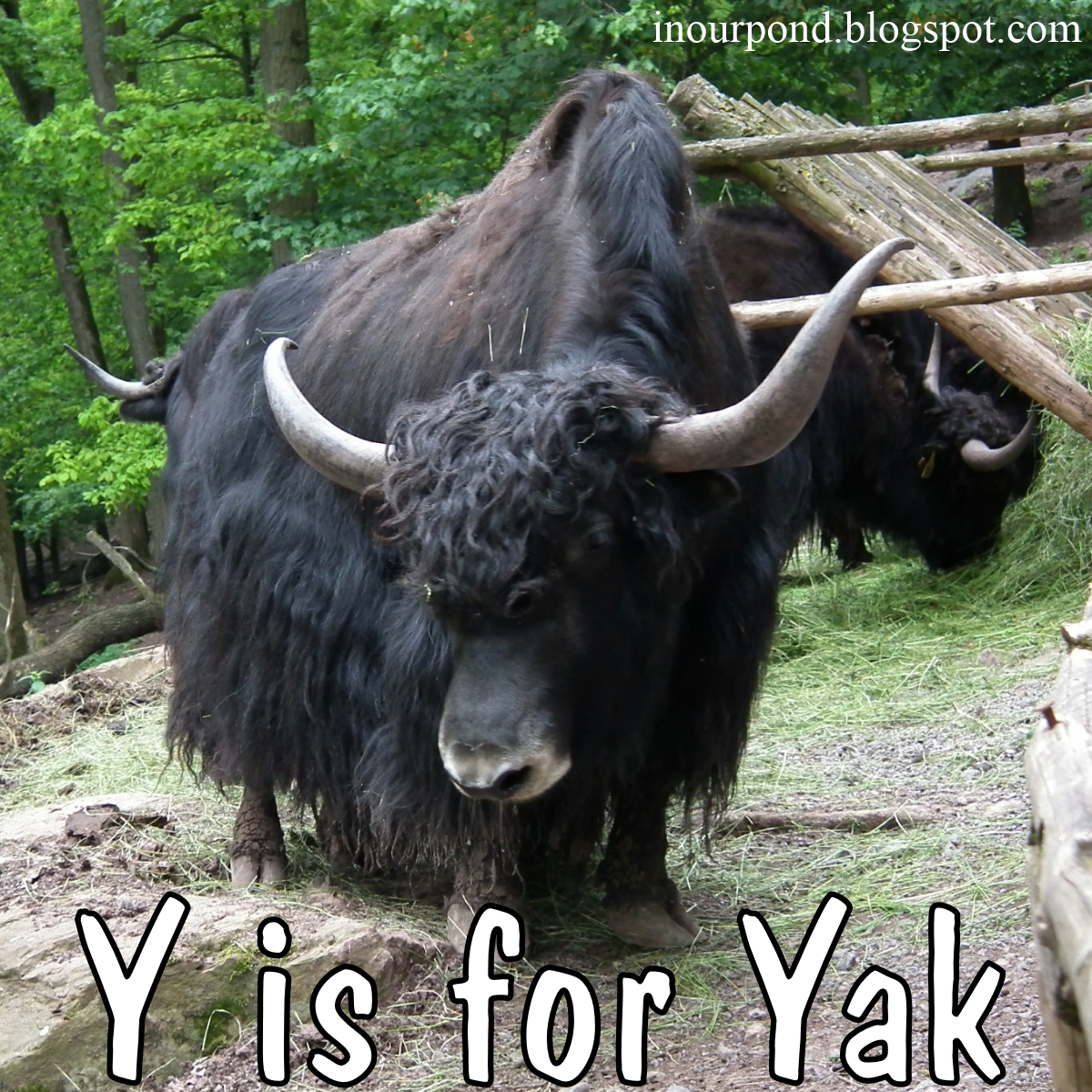 y is for yak - In Our Pond