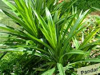 Bahan Penambah Aroma Wangi Dan Pewarna Alami Dalam Masakan (Materials Enhancer Scent And Natural Dye In Food)