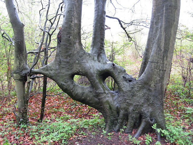 Beech, Fagus sylvatica, with fused trunks.  Lilly's Wood, 28 April 2012.