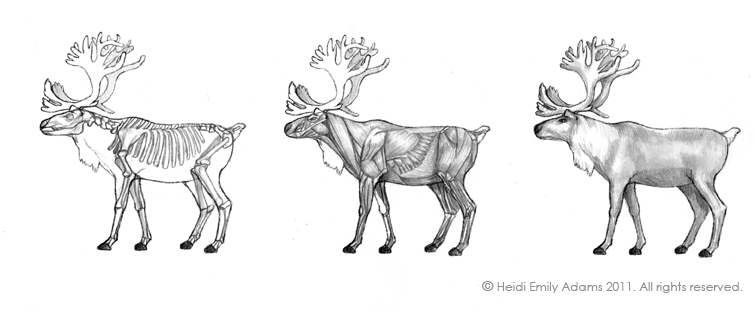 внешнее строение северного оленя