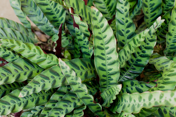 green tropical plant tropical plants