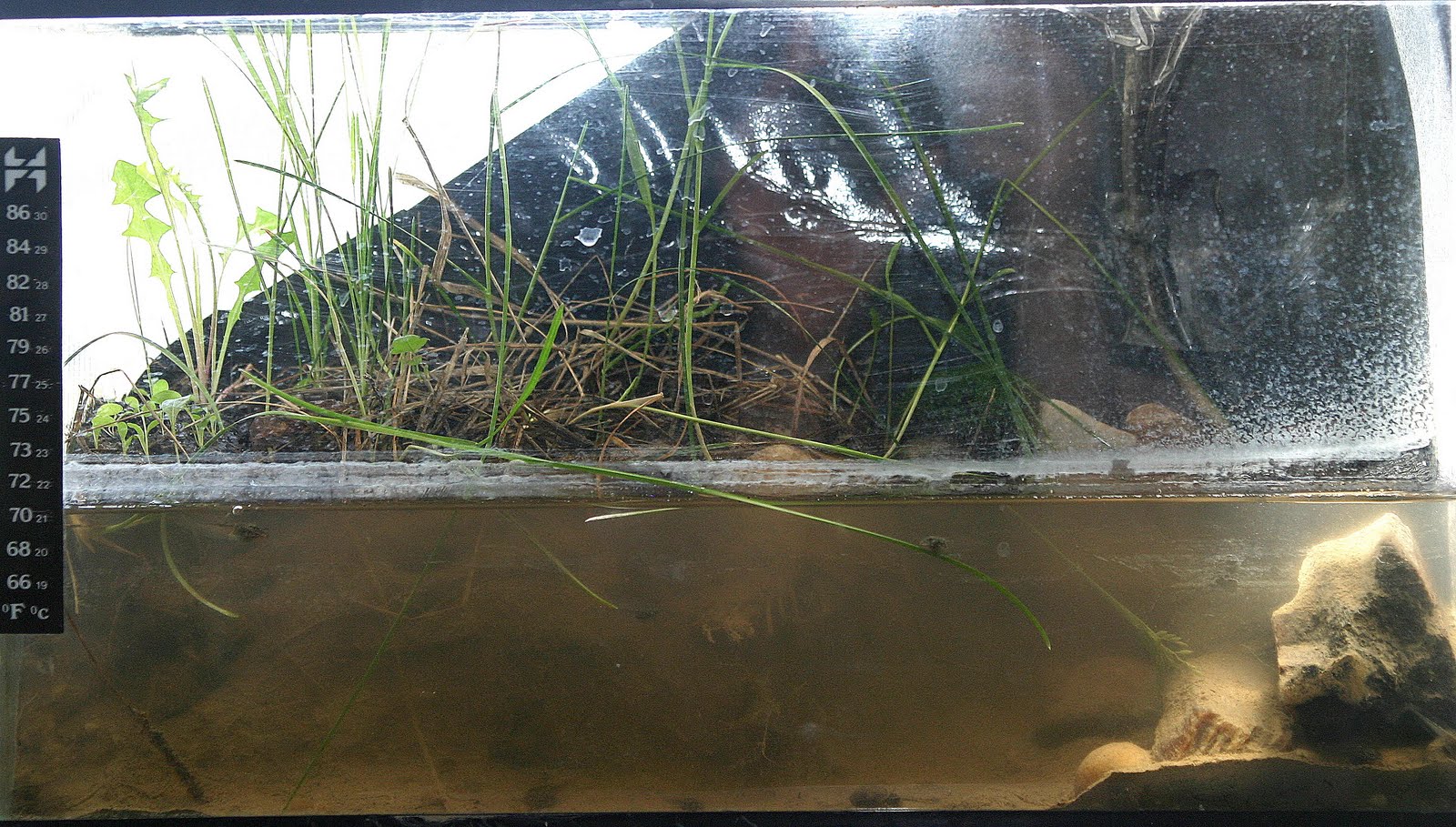 A Frog's tail How to setup and take care of a terrarium