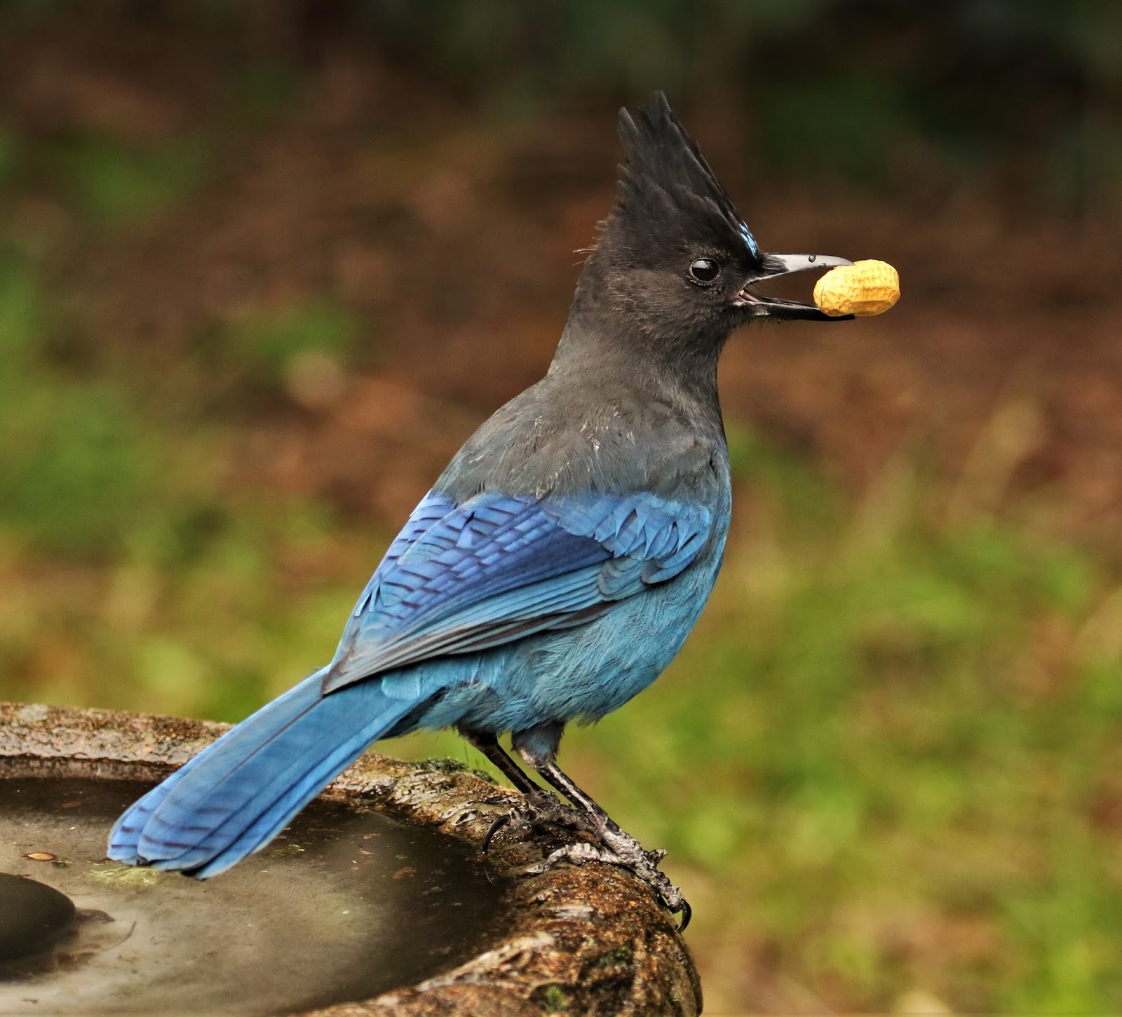 The Steller's Jay bird: A symbol of intelligence and adaptability in ...