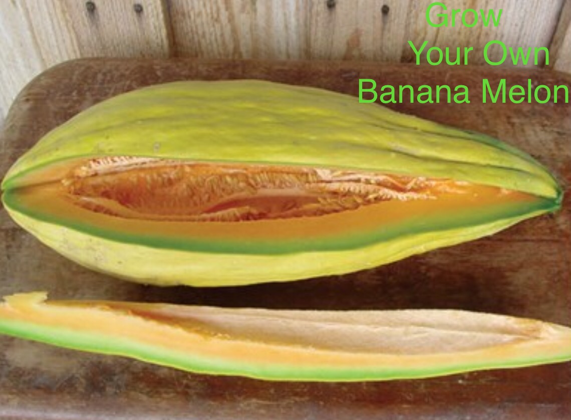 TheMillennialFarmBlog How to Grow Your Own Melons