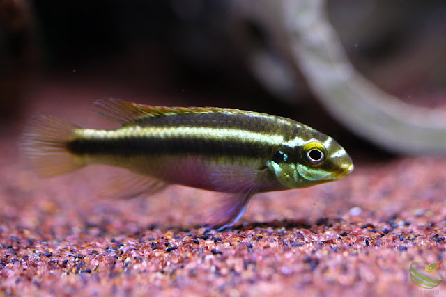 Pelvicachromis sacrimontis