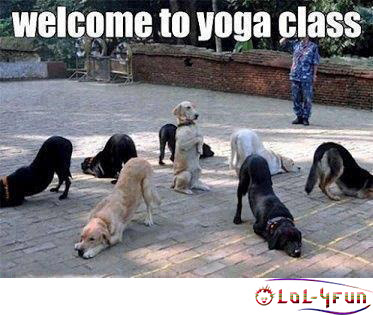 Funny yoga dogs