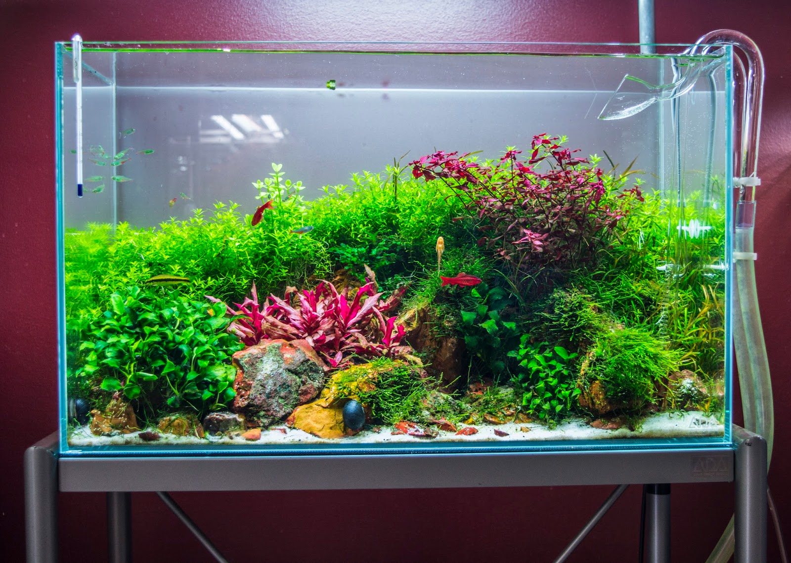 aquascaping supplies near me