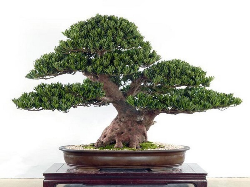 Bonsai Trees Photoes Podocarpus bonsai Podocarpus bonsai conservation