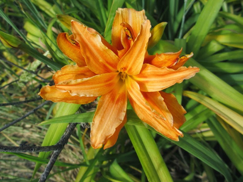 Lily Of The Valley Shrub Stock Photos Lily Of The Valley Shrub