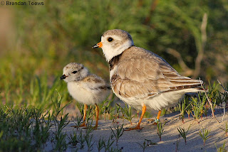 Image of a Piping Plover