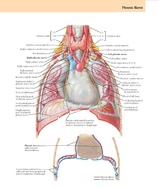 Phrenic Nerve Anatomy  Anterior scalene muscle, Left recurrent laryngeal nerve, Left phrenic nerve, Left axillary artery, Left vagus nerve (CN X), Left common carotid artery, Root of left lung, Thoracic cardiac nerves, Left internal thoracic artery (cut), Left pericardiacophrenic artery (cut), Left recurrent laryngeal nerve, Mediastinal part of parietal pleura, Costal part of parietal pleura.  Anterior scalene muscle, Right common carotid artery, Brachial plexus, Right phrenic nerve, Right axillary artery, Right vagus nerve (CN X), Brachiocephalic trunk, Right internal thoracic artery (cut), Right pericardiacophrenic artery (cut), Superior vena cava, Root of right lung, Pericardial branch of phrenic nerve, Mediastinal part of parietal pleura, Diaphragmatic part of parietal pleura (cut).