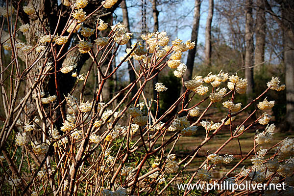 Gold Hill Plant Farm February 2015