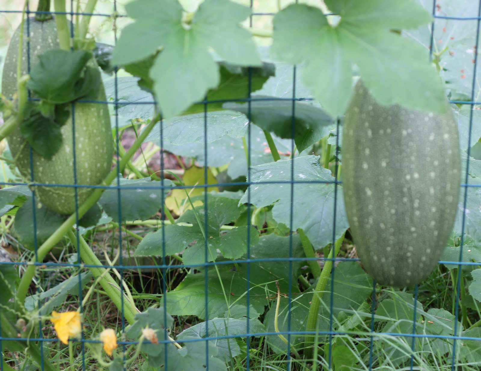 MessCipes Inspiration for Early Childhood Seed Harvesting
