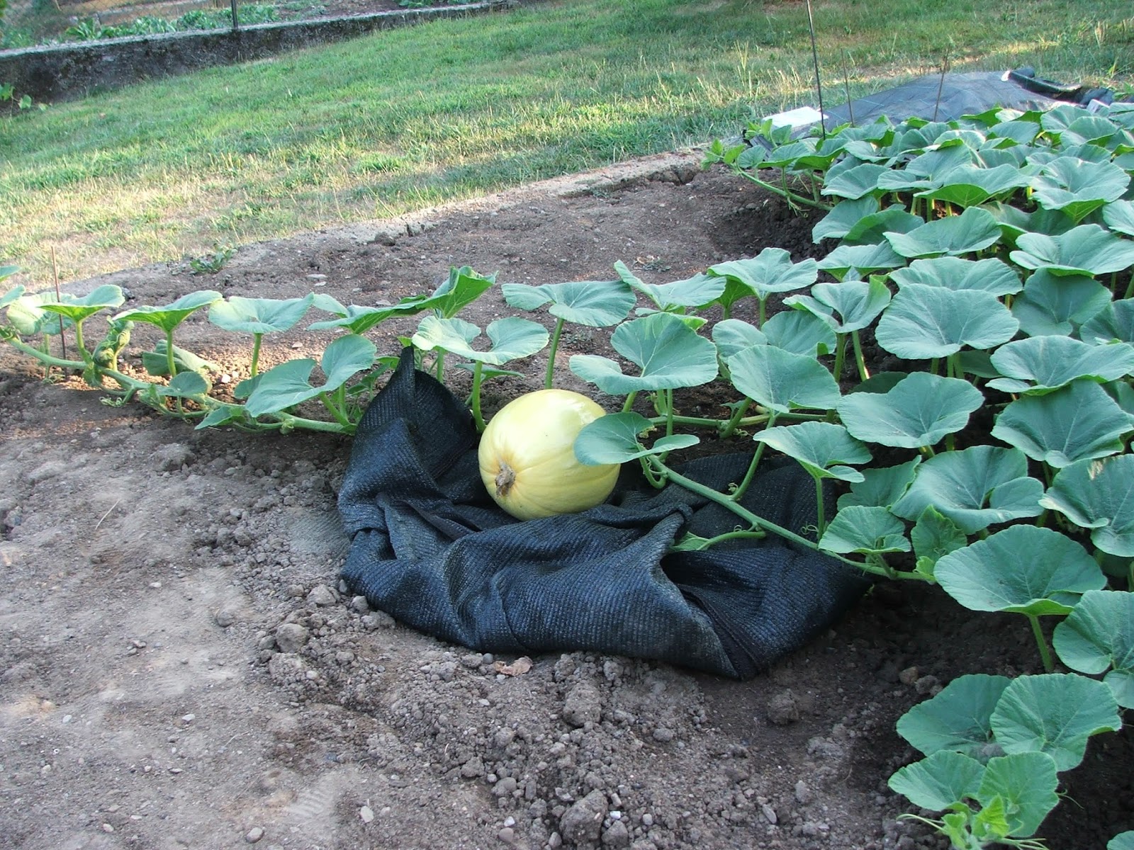 Semi Di Zucca Gigante Atlantic Giant - Cucurbita Maxima, Semi Rari Per Orto, Confezione Da 3 Grammi - Foto 3