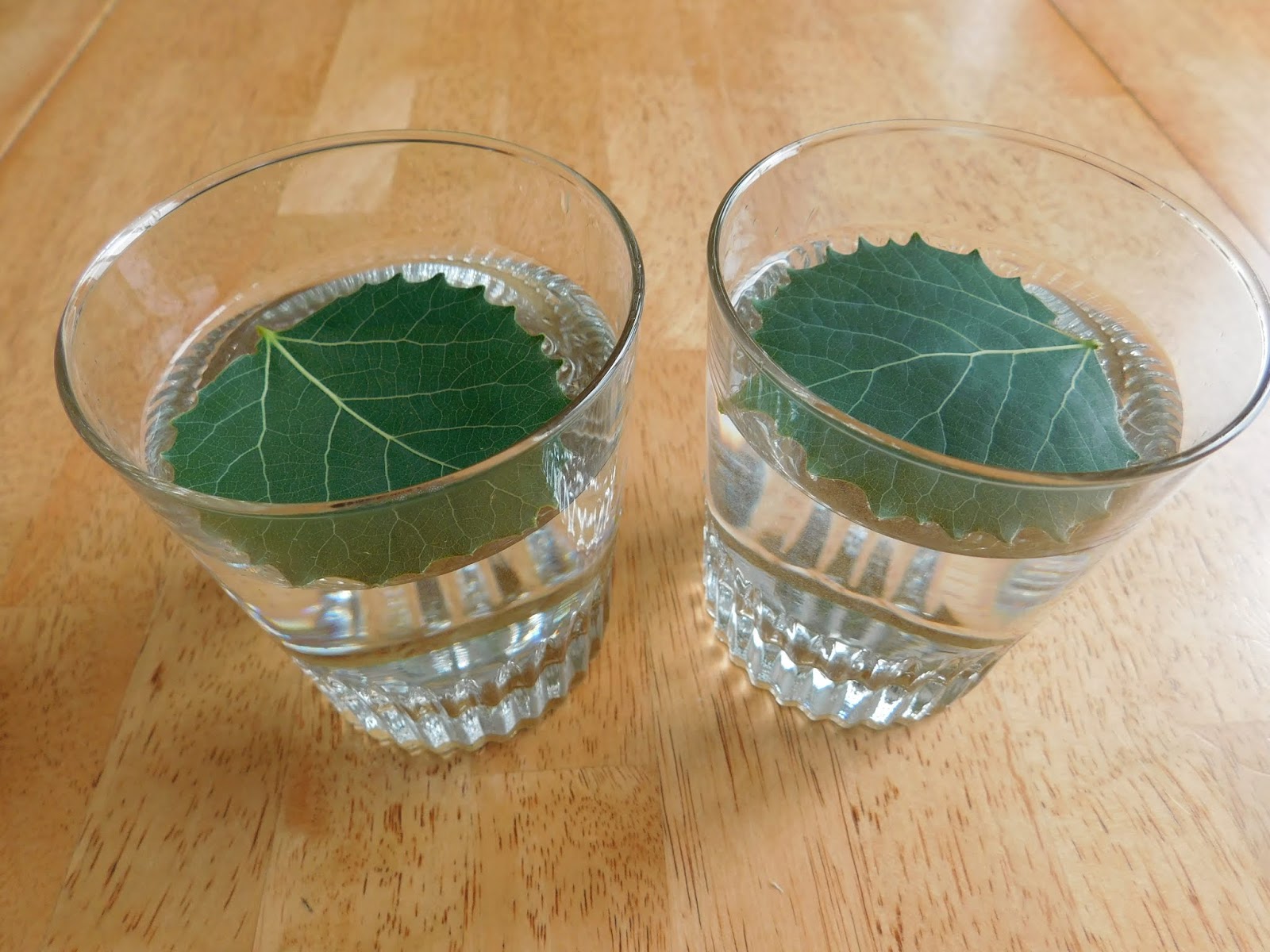 100 Days of Science 36 Plants Breathe Experiment