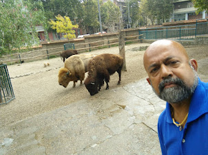 American Bison's at the Belgrade Zoo.