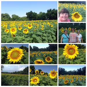 The TWRA sunflower fields