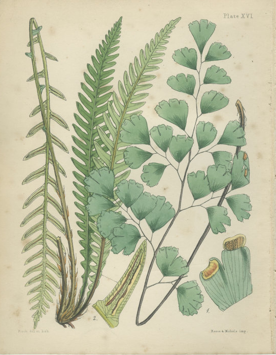 A WellNurtured Life Shop This Shop Marcade Vintage Prints On Etsy