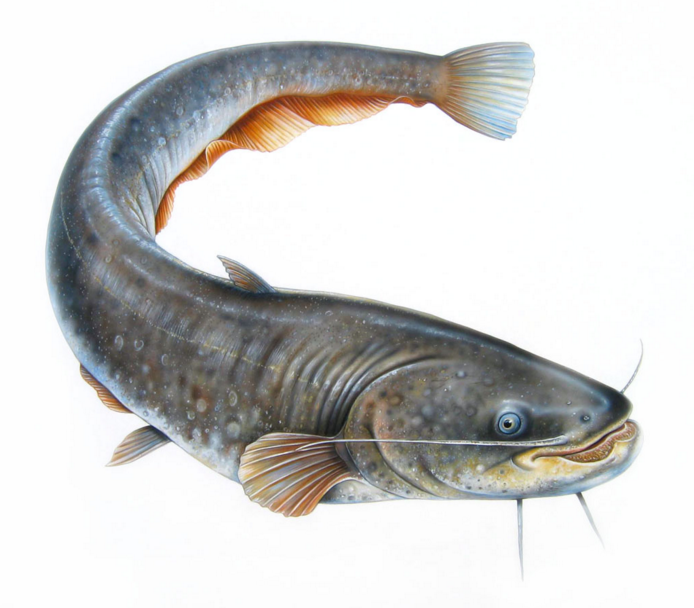 Jenis-jenis Ikan Lele yang Dibudidayakan di Indonesia
