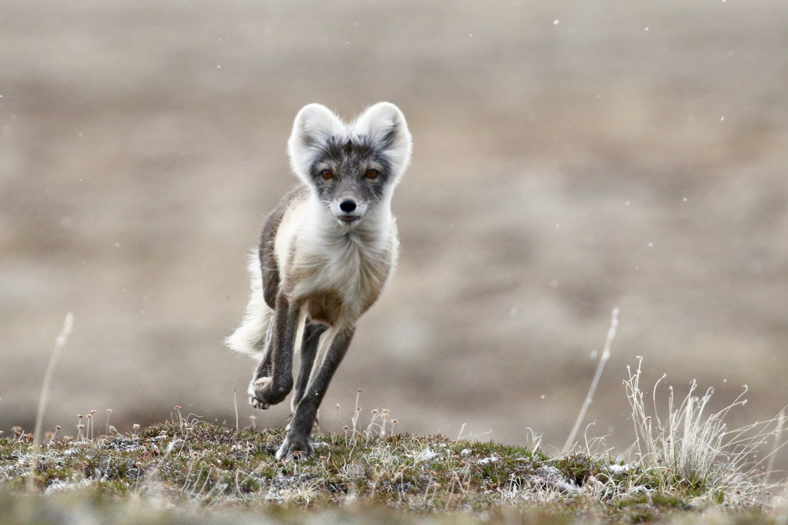 Birding with Buckley Kugluktuk, Nunavut