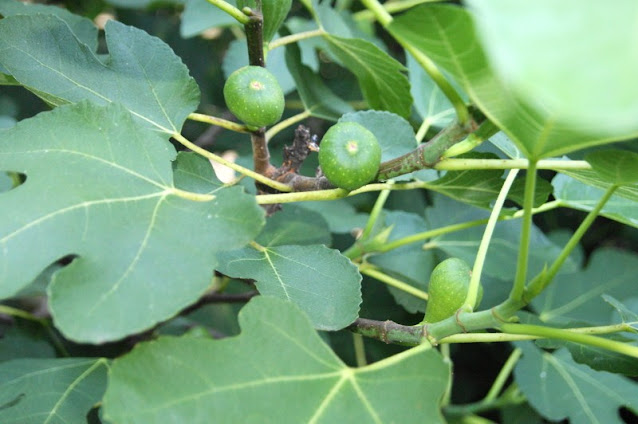 Unripe Figs Growing on the Bush Image