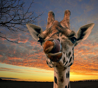 5. Giraffe licking nose by Stephen Wilson