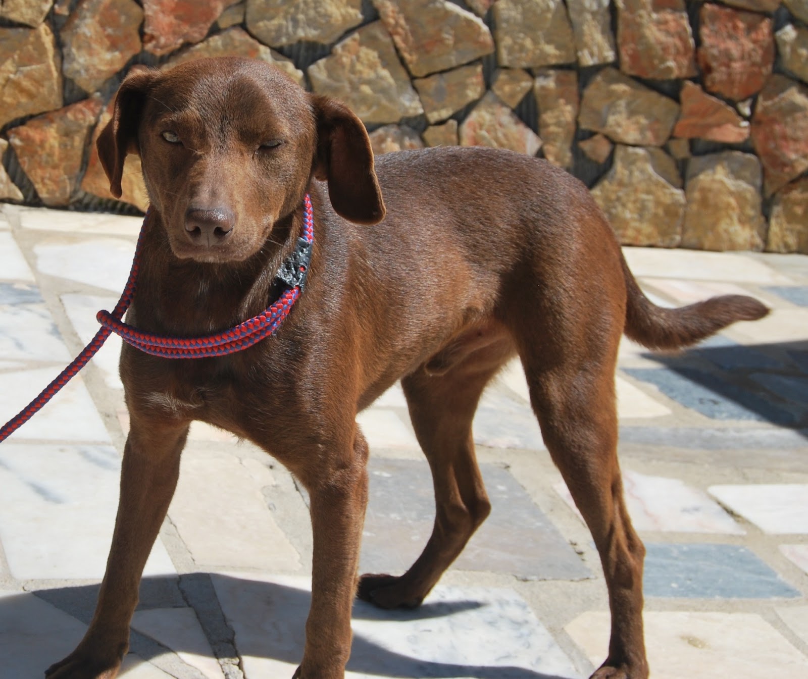 Hunde aus ZentralPortugal adoptieren Kau