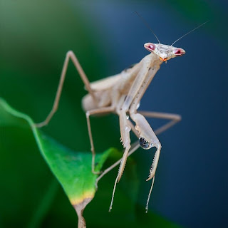 Increíbles  y detalladas fotos de insectos. 