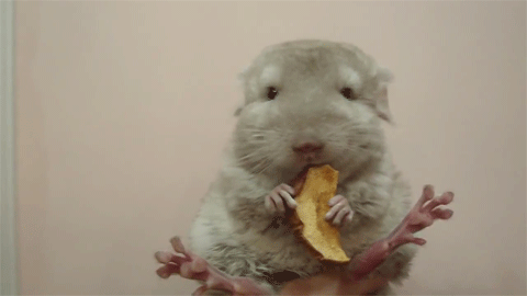 Funny animal gifs - part 108 (10 gifs), hamster eats apple