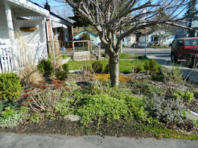 Birch Cliff Toronto spring garden cleanup before by Paul Jung Gardening Services