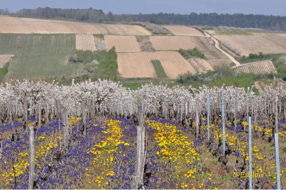 la Vigne à l'âne (lieu-dit), "The Donkey's vineyard", "Виноградник осла".