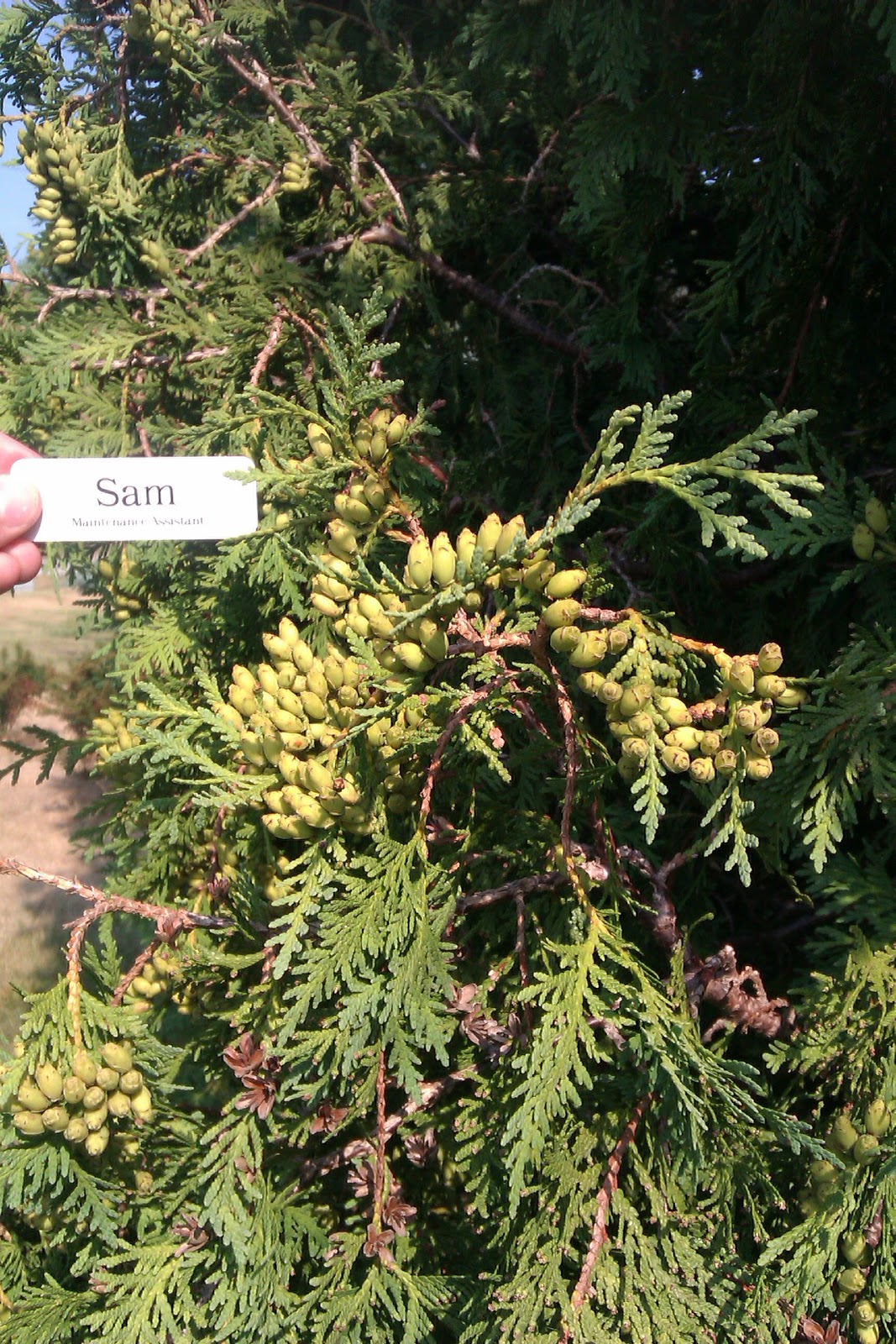 AP Bio Blog 2012 Gymnosperm Cone