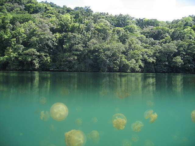 Jellyfish in a lake