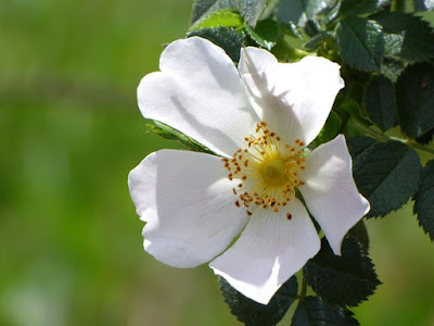 hoa hồng tầm xuân trắng
