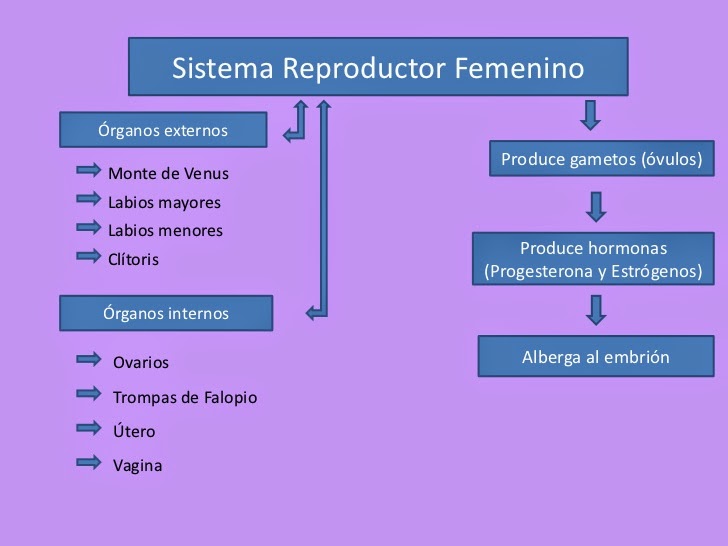 Biologia Estructura Del Adn Y Sistema Reproductor Femenino