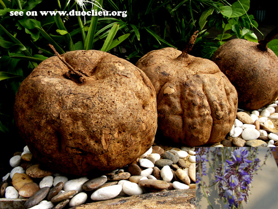 Sắn dây củ tròn - Pueraria mirifica; họ Đậu-Fabaceae Sắn dây củ tròn - Pueraria mirifica; họ Đậu-Fabaceae