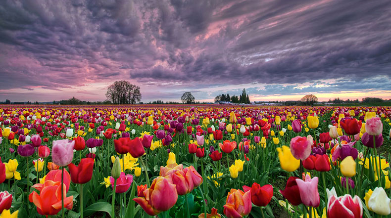15 Campos de flores de primavera increíblemente coloridos alrededor del  Mundo - POP-PICTURE