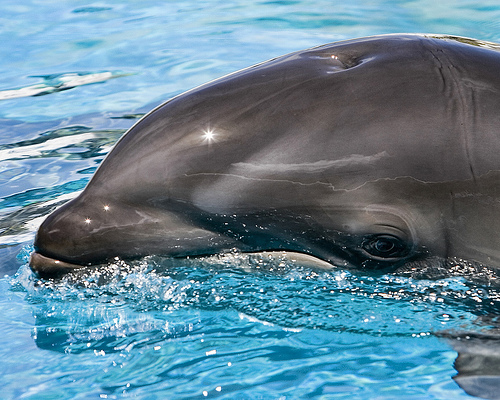Διαμαρτυρία για τη συνεχιζόμενη σφαγή δελφινιών στην Ιαπωνία