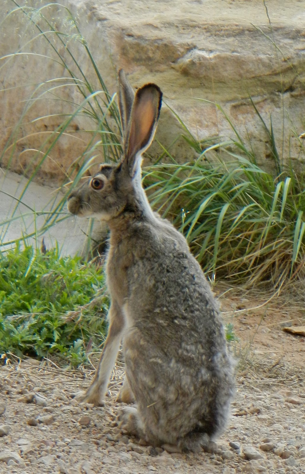 Food Adventures of a Comfort Cook: Jackrabbit Ruminations.