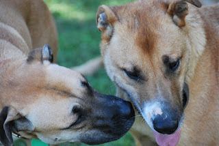 las-senales-calma-perros