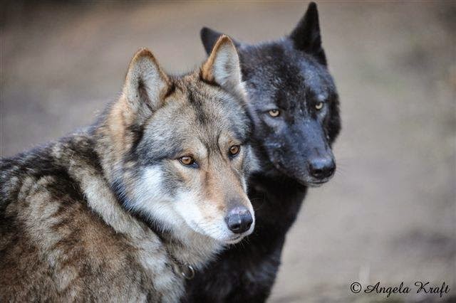 Siouxtala Christian Berge nuno@online.de: 2 Amerikanische Wolfshunde abzugeben, bald 8 und 9 Jahre