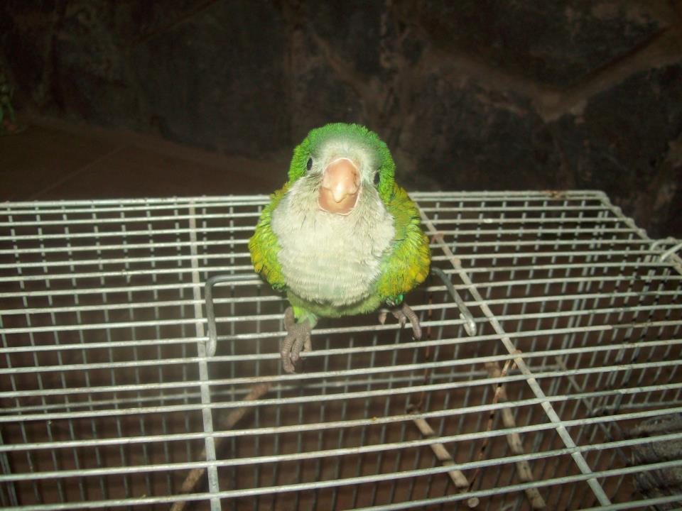 Yo Amo A Mi Mascota Vos 
