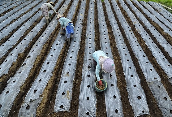 Rincian Biaya Modal Perjuangan Pupuk Pertanian Untuk Pemula Rincian Biaya Modal Perjuangan Pupuk Pertanian Untuk Pemula