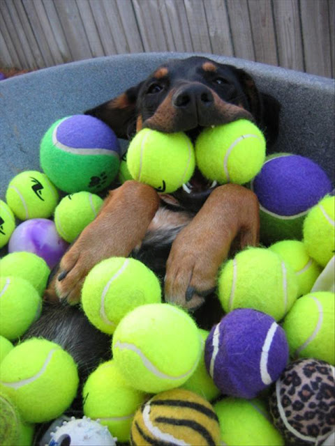 funny dog pictures, dog with balls, this must be heaven, funny animal picture