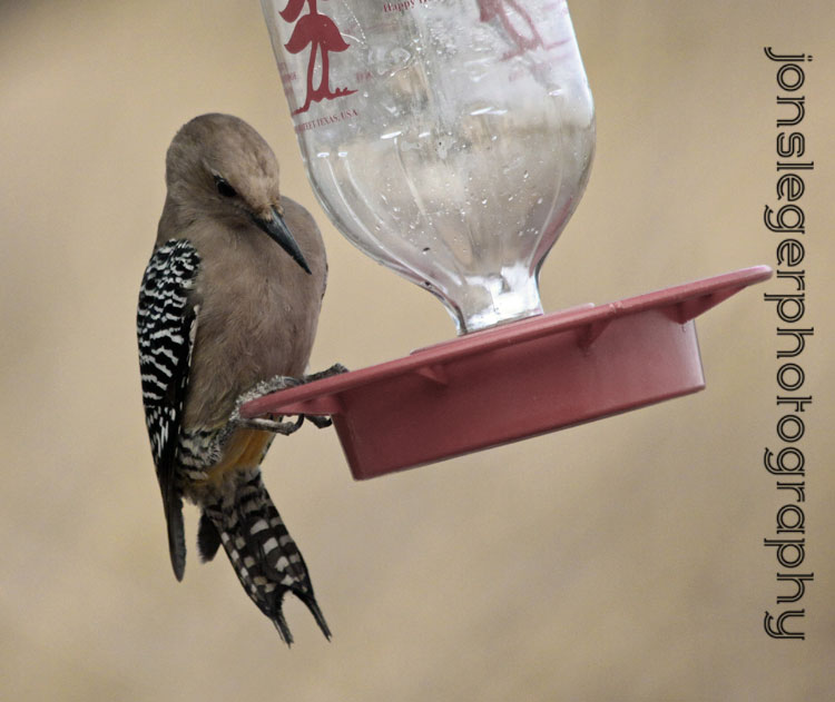 Northern Illinois Birder: Gila woodpecker vs. Hummingbird Feeder, San