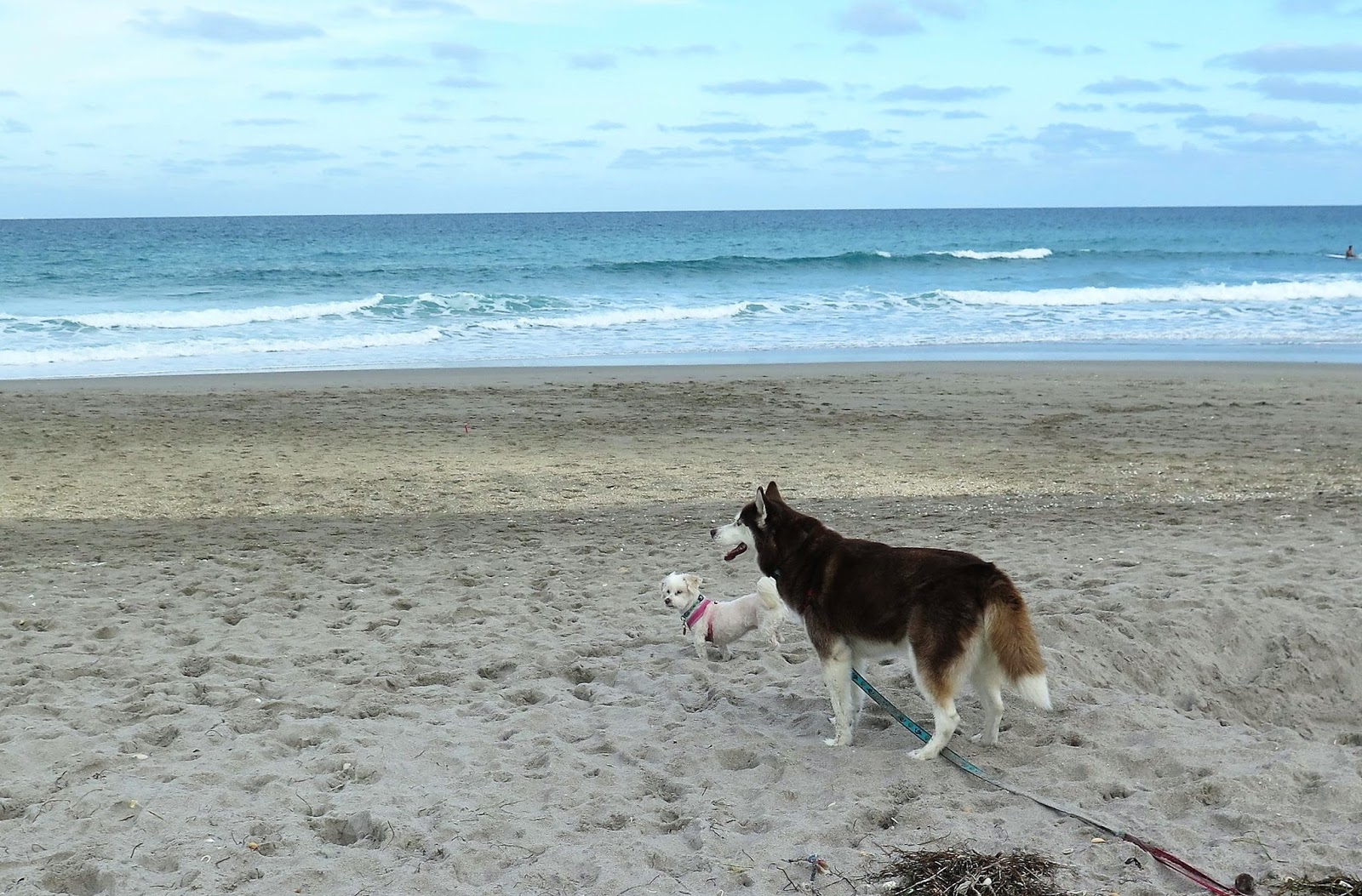 dog friendly beaches south florida dog friendly beaches south florida