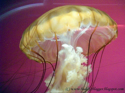Northeast Pacific Sea Nettle Jelly Fish Shedd Aquarium