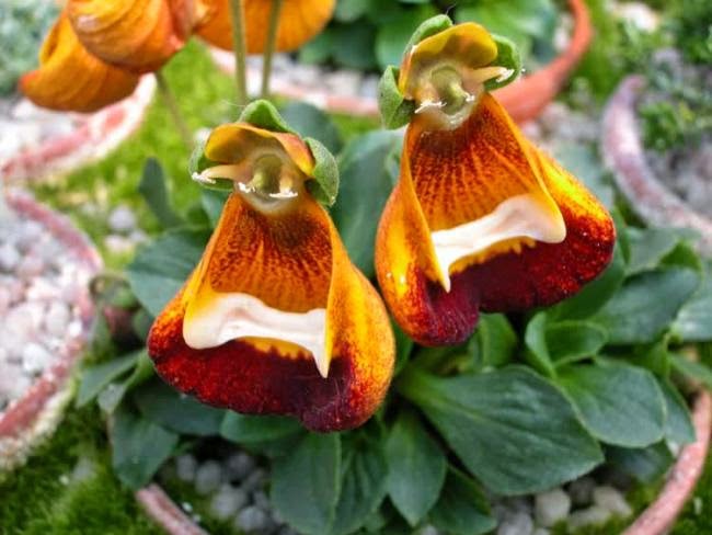 ÇANTA ÇİÇEĞİ BAKIMI (Calceolaria Biflora) Çiçek Bakımı